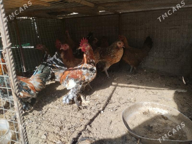 karlik tovuk horaz - Чарджоу - img 4