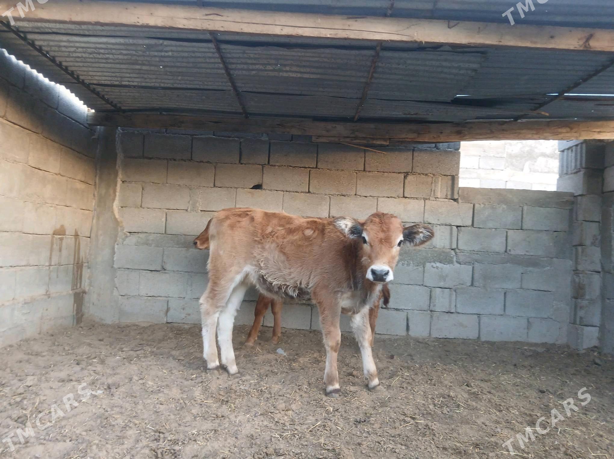 şwes tüwe - Ашхабад - img 1