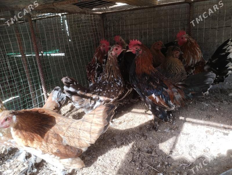 karlik tovuk horaz - Чарджоу - img 2