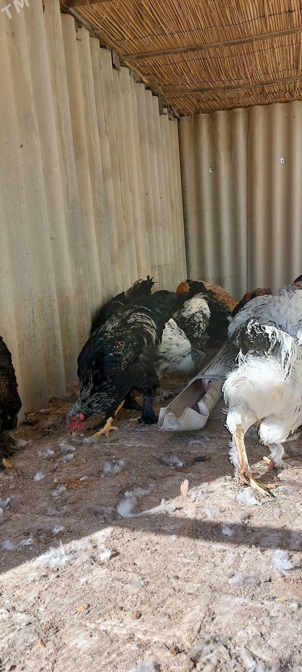 balgar towuk horaz - Wekilbazar - img 5