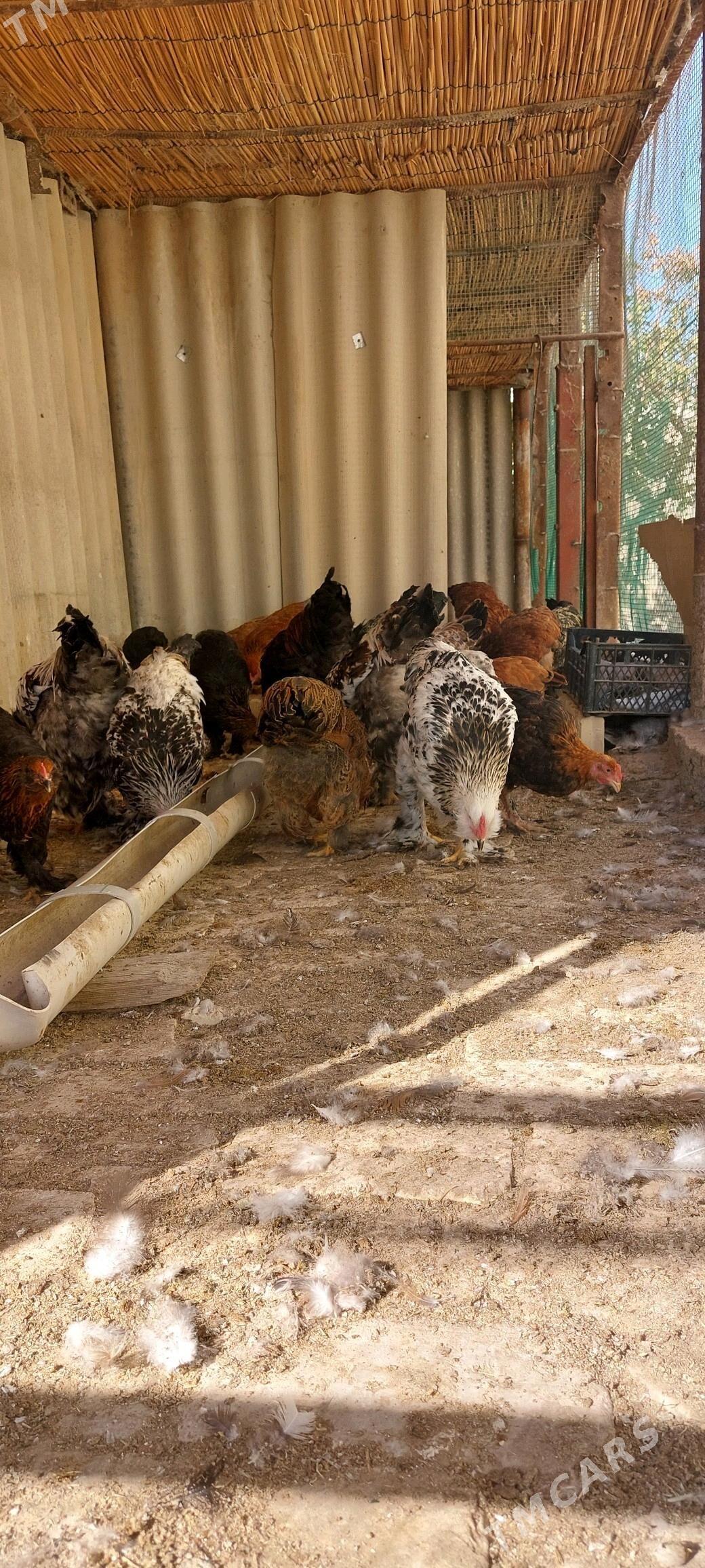 balgar towuk horaz - Wekilbazar - img 3