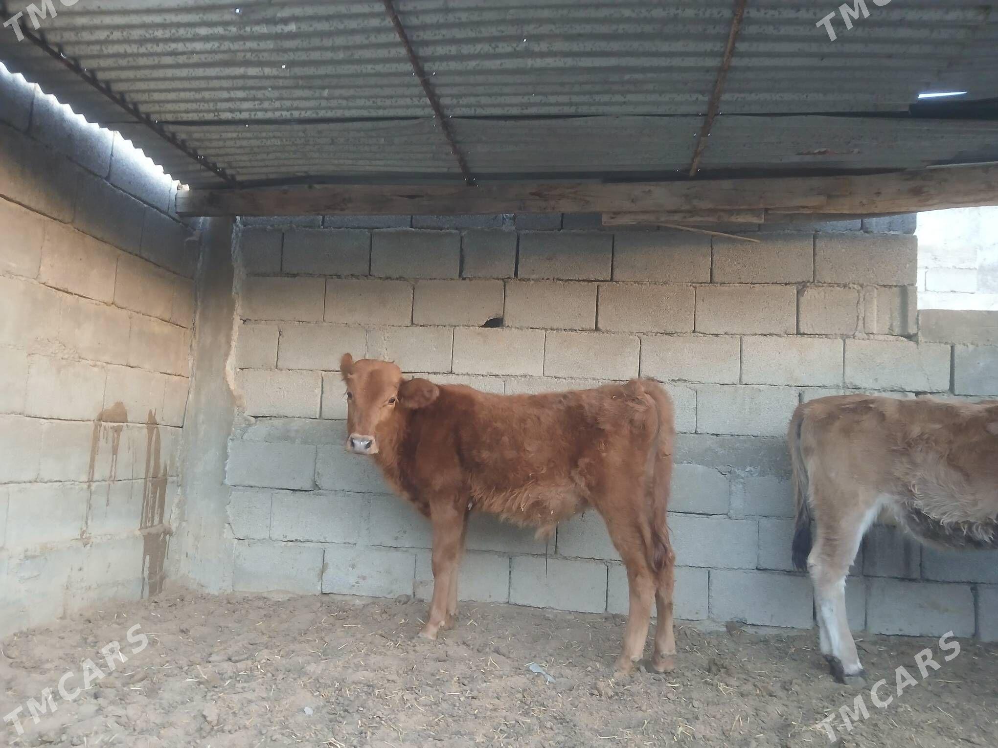 şwes öküz - Aşgabat - img 2