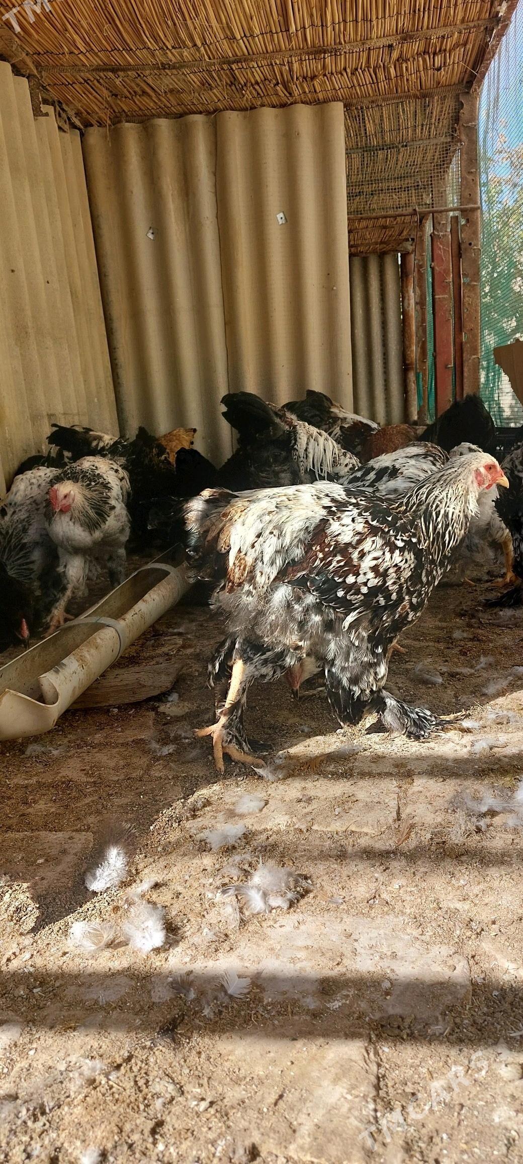 balgar towuk horaz - Wekilbazar - img 2