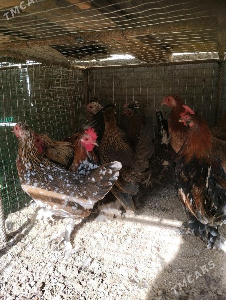 karlik tovuk horaz - Чарджоу - img 3