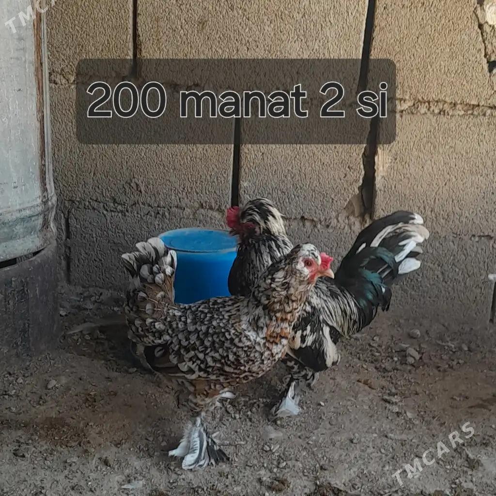 karlik - Балканабат - img 2