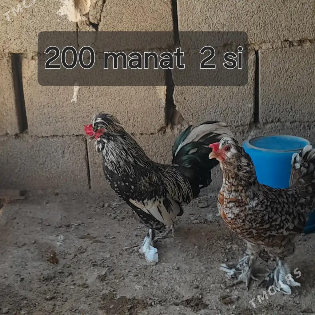 karlik - Балканабат - img 1