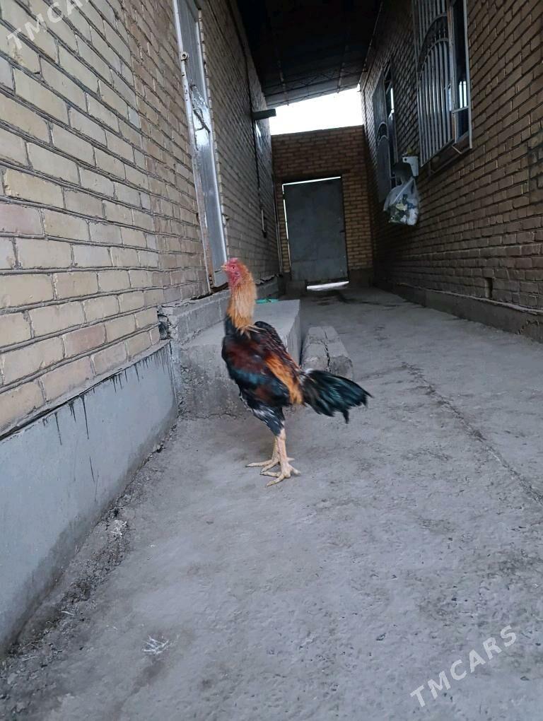 хораз - Türkmenabat - img 2