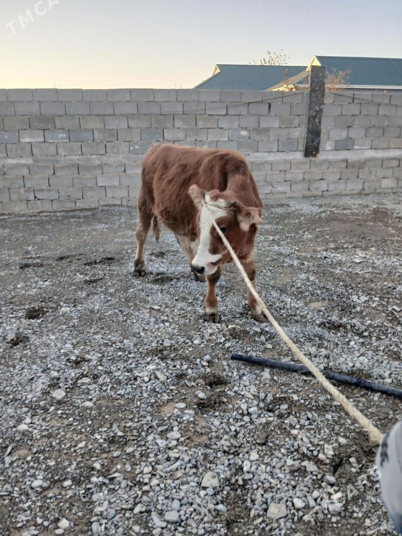 okuz - Gökje - img 2