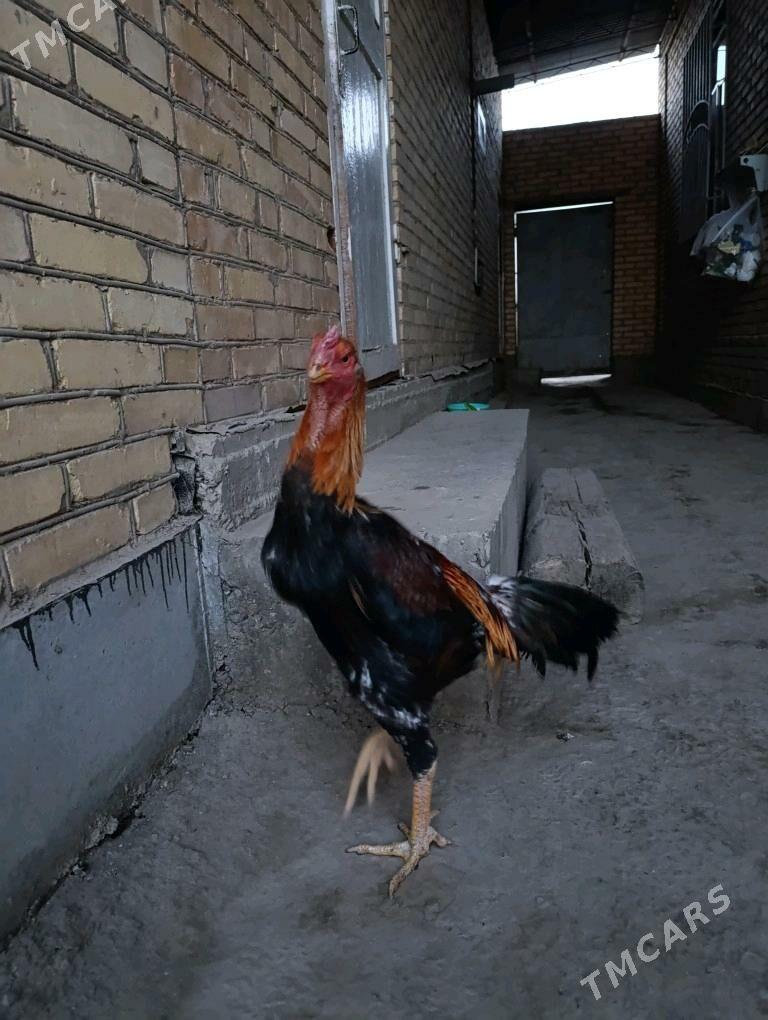 хораз - Türkmenabat - img 1