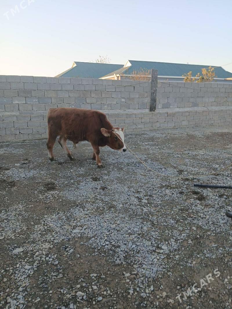 okuz - Gökje - img 1