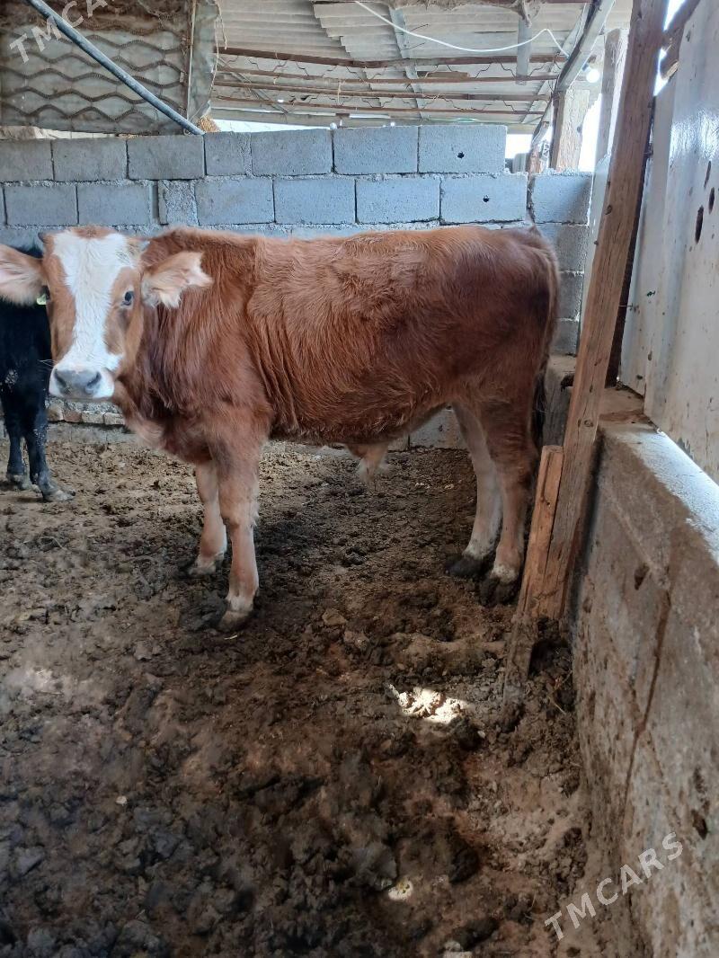 okuz - Gökje - img 4