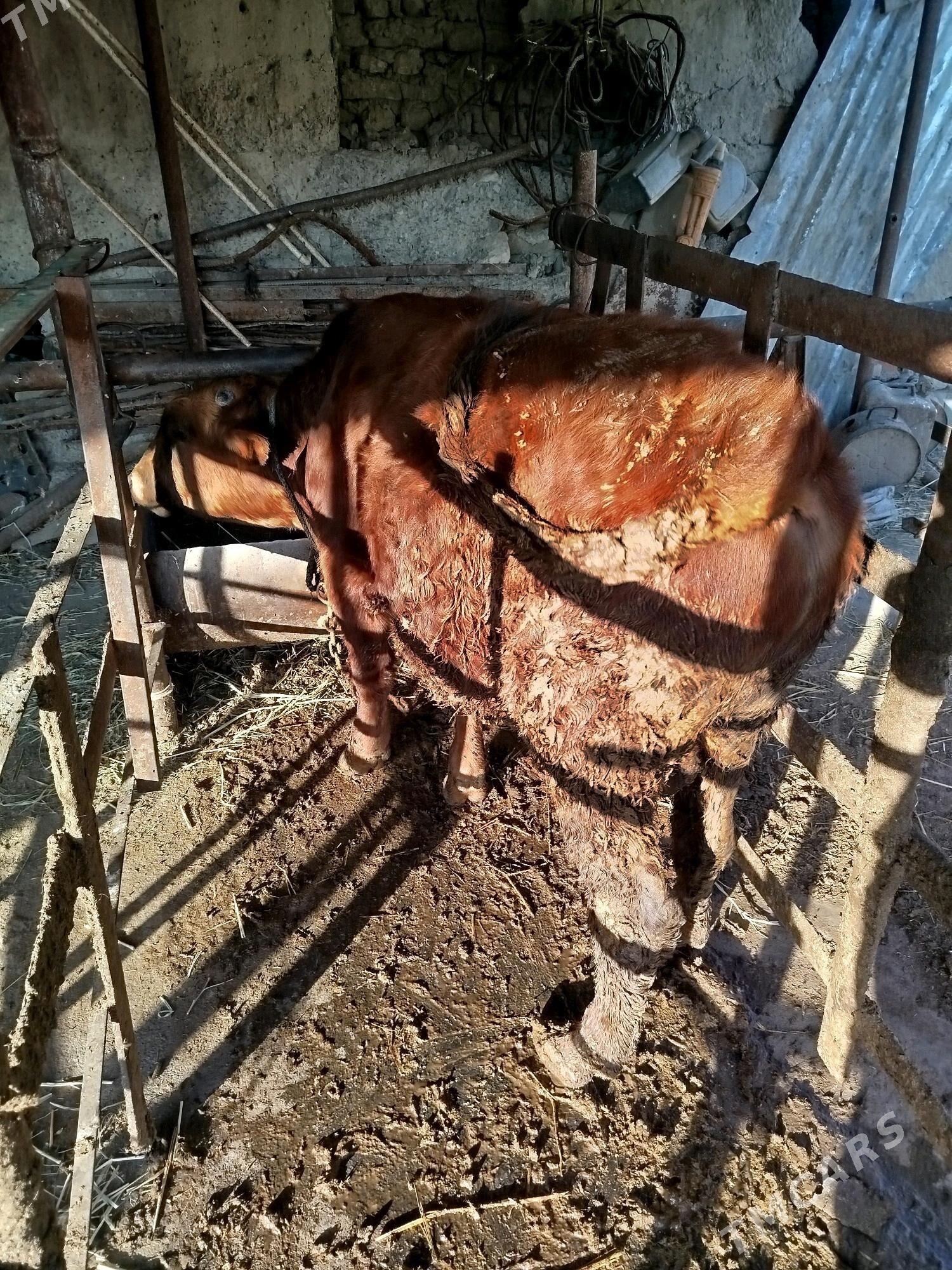 Ōkiz - Bäherden - img 1