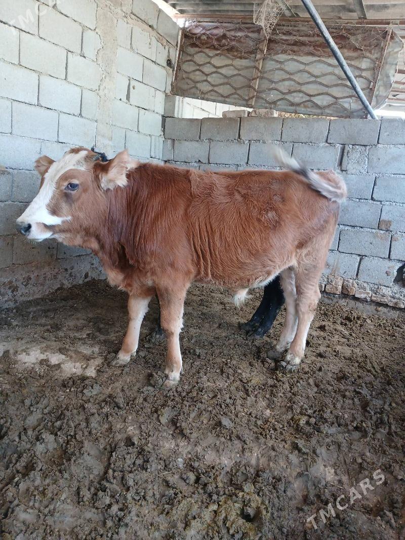 okuz - Gökje - img 6