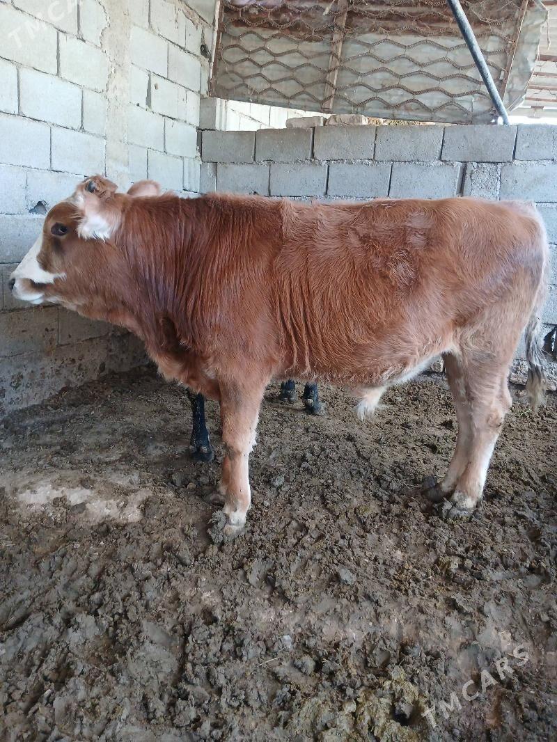 okuz - Gökje - img 5