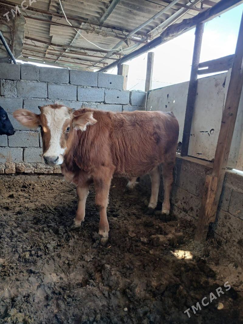 okuz - Gökje - img 3