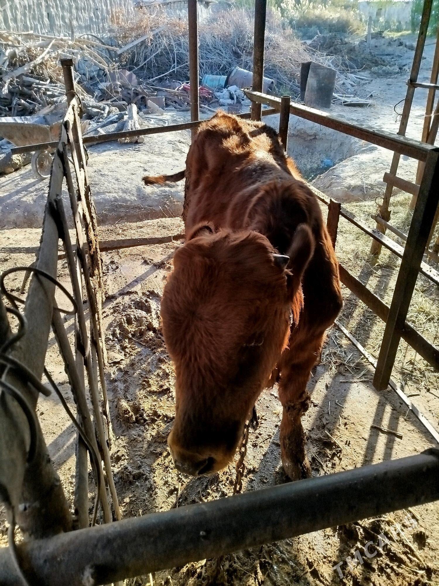 Ōkiz - Бахарден - img 4