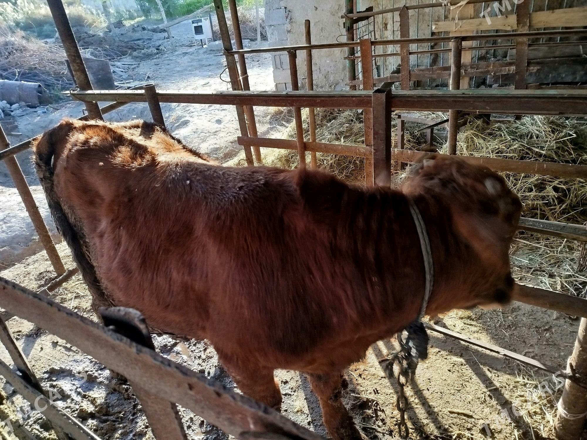 Ōkiz - Бахарден - img 3