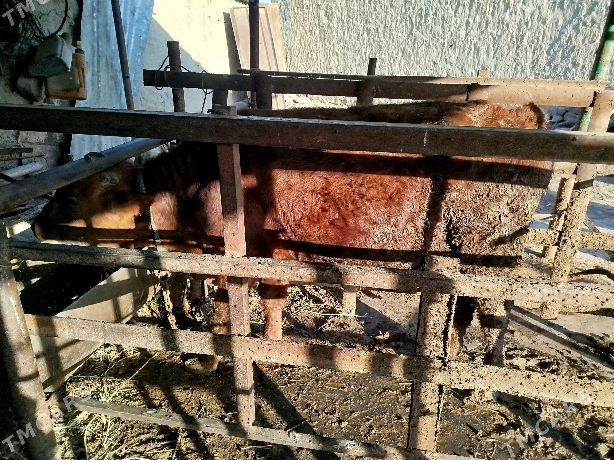 Ōkiz - Бахарден - img 5