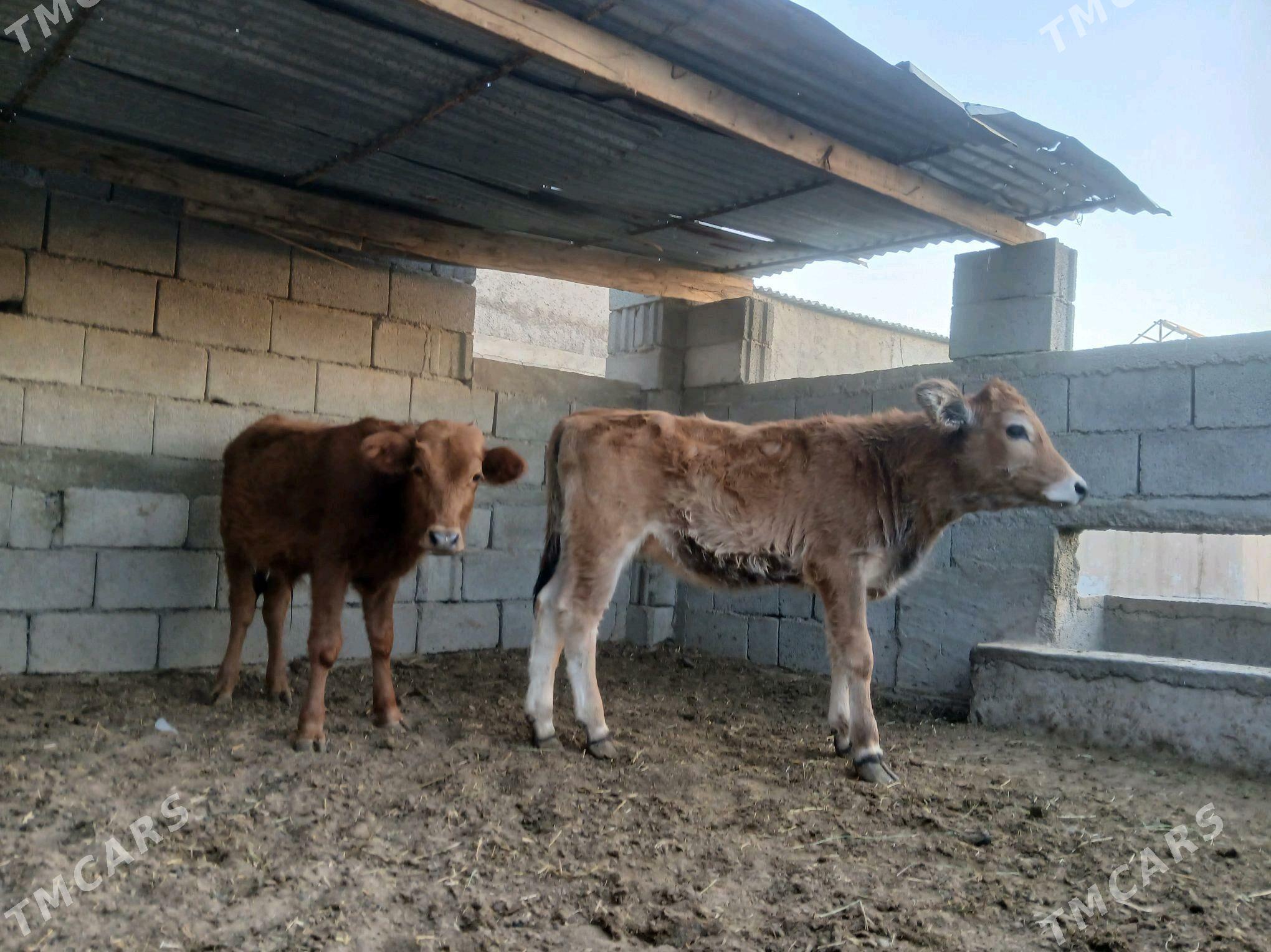 şwes öküz - Aşgabat - img 3