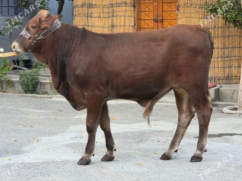 Gibrit Ökuz - Köşi - img 1