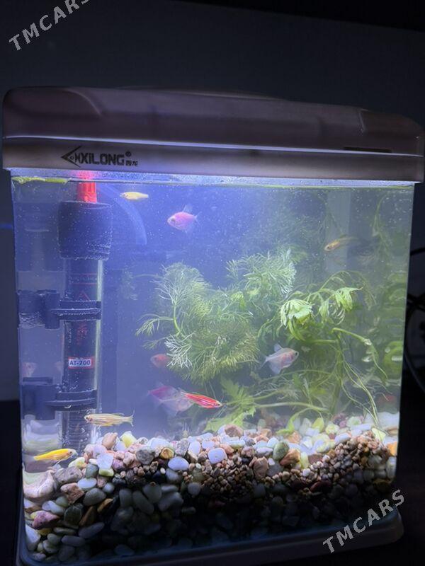 Аквариум Akwarium - Aşgabat - img 2