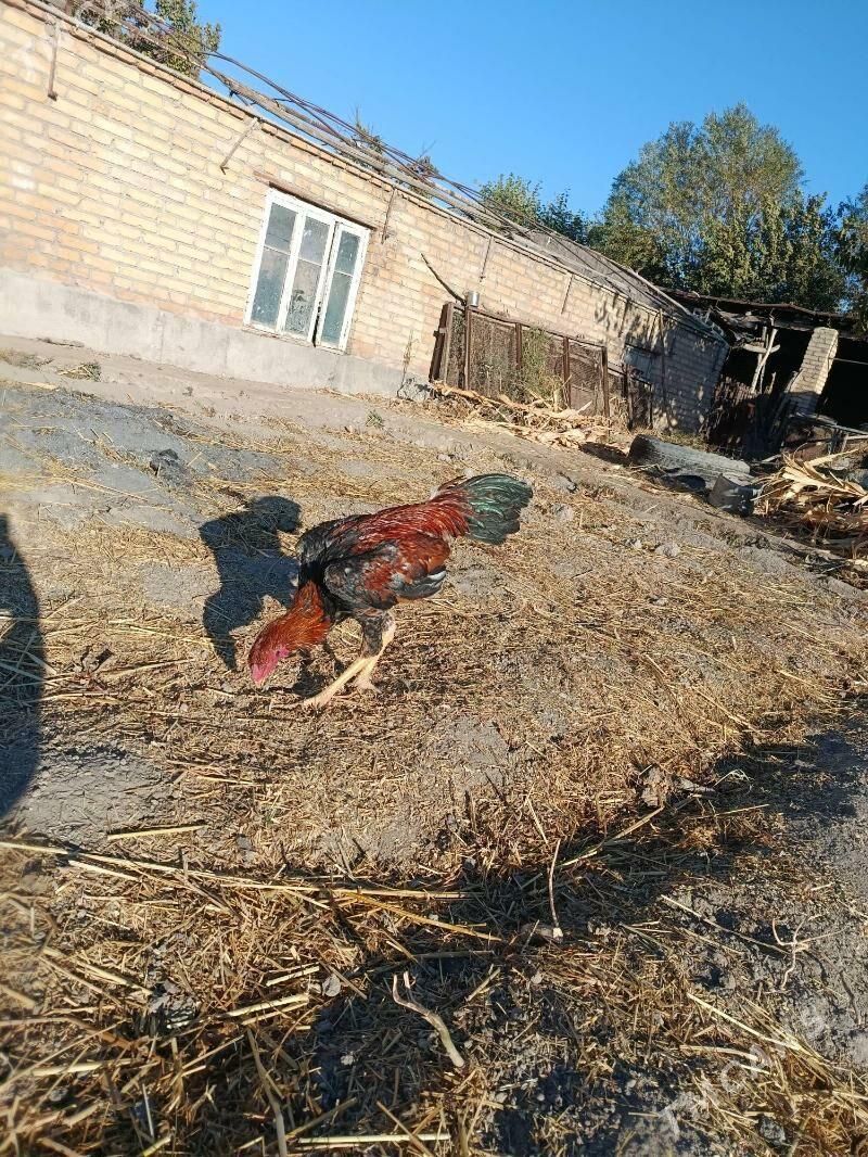 horaz juje - Чарджоу - img 3