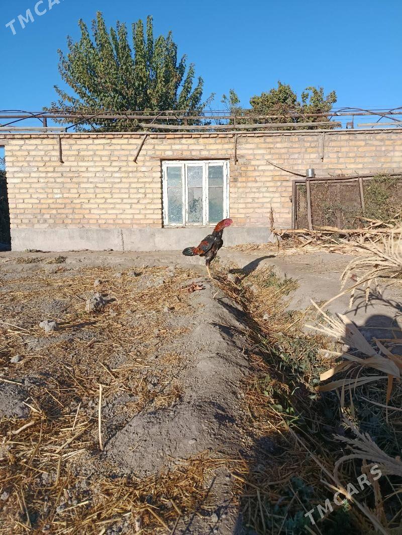 horaz juje - Чарджоу - img 4