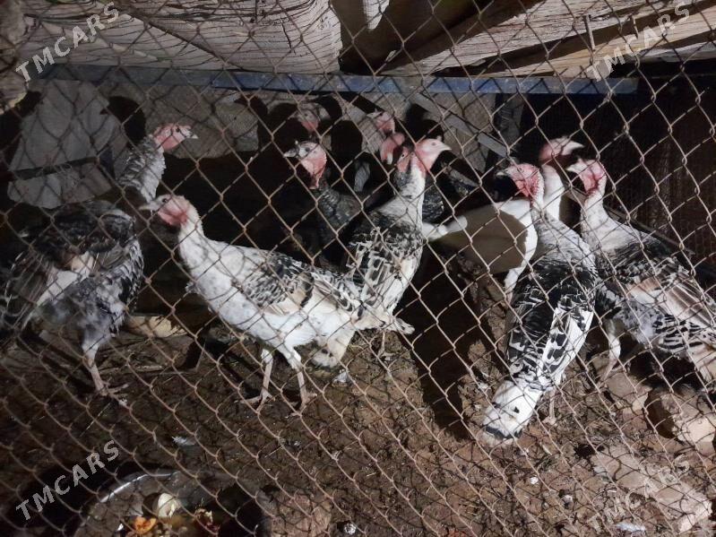 induk - Бабадайхан - img 2