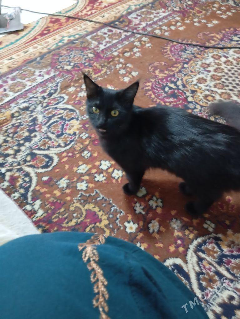 черная кошечка - Baýramaly - img 1