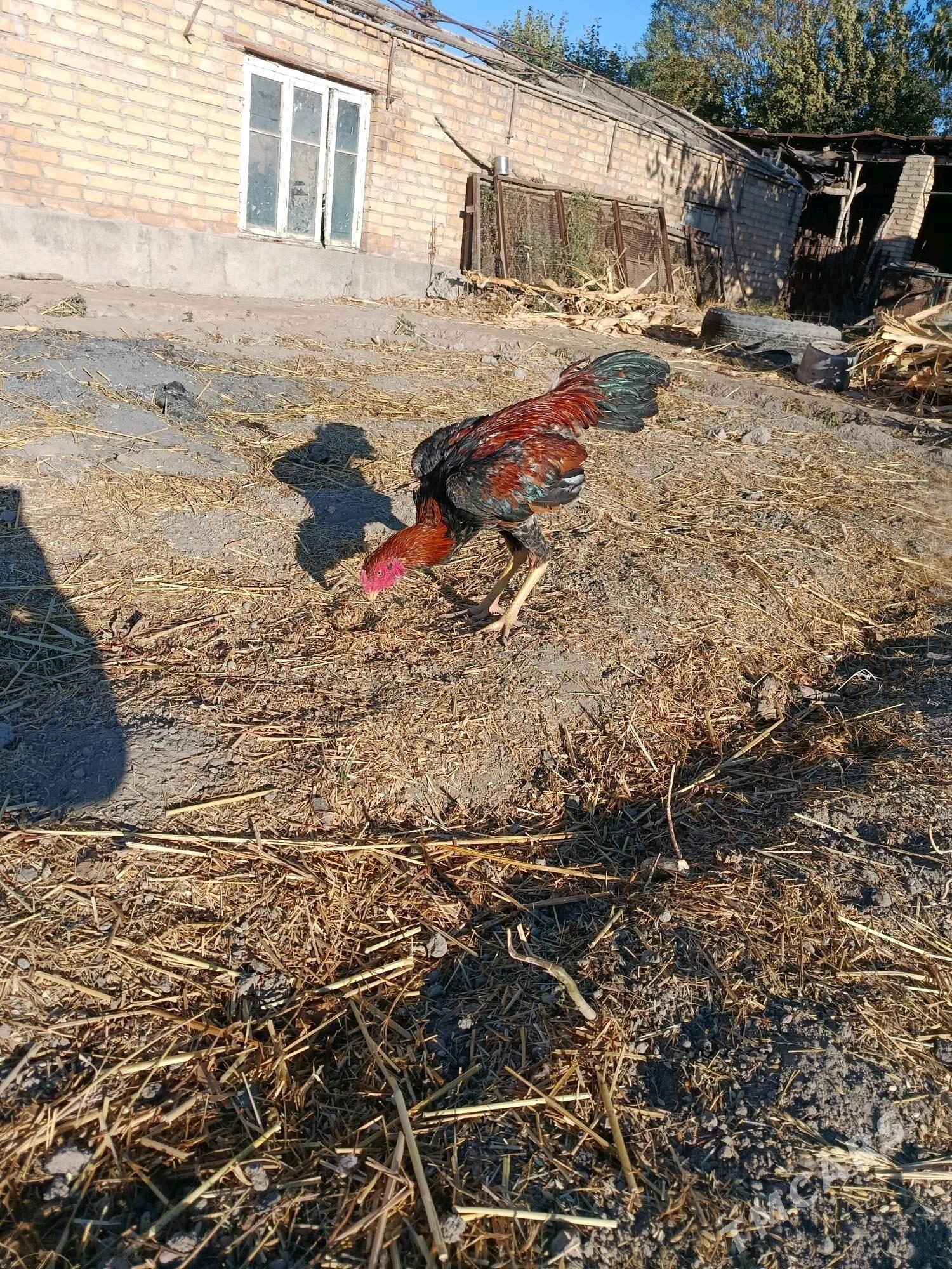 horaz juje - Чарджоу - img 2