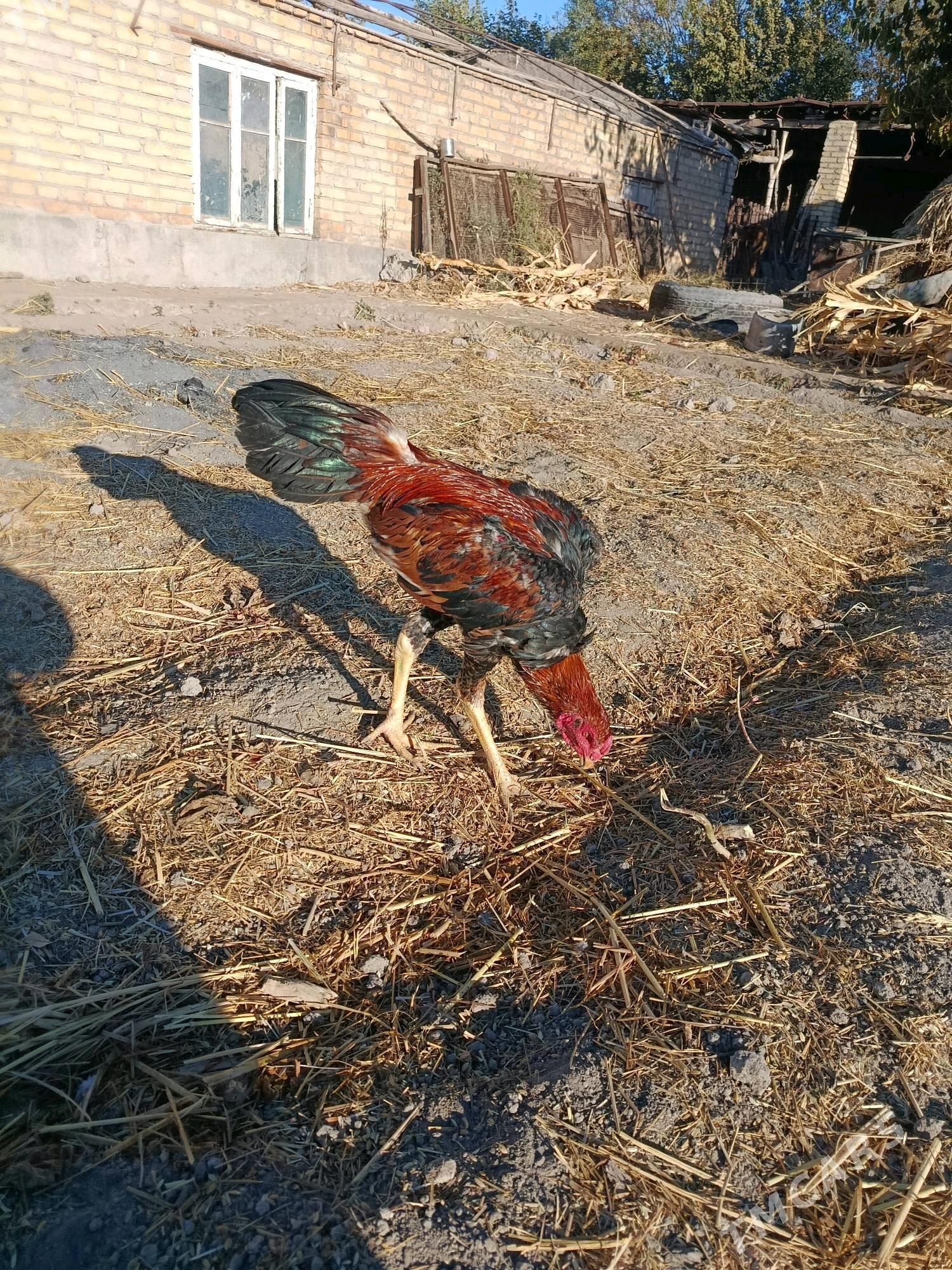 horaz juje - Чарджоу - img 7