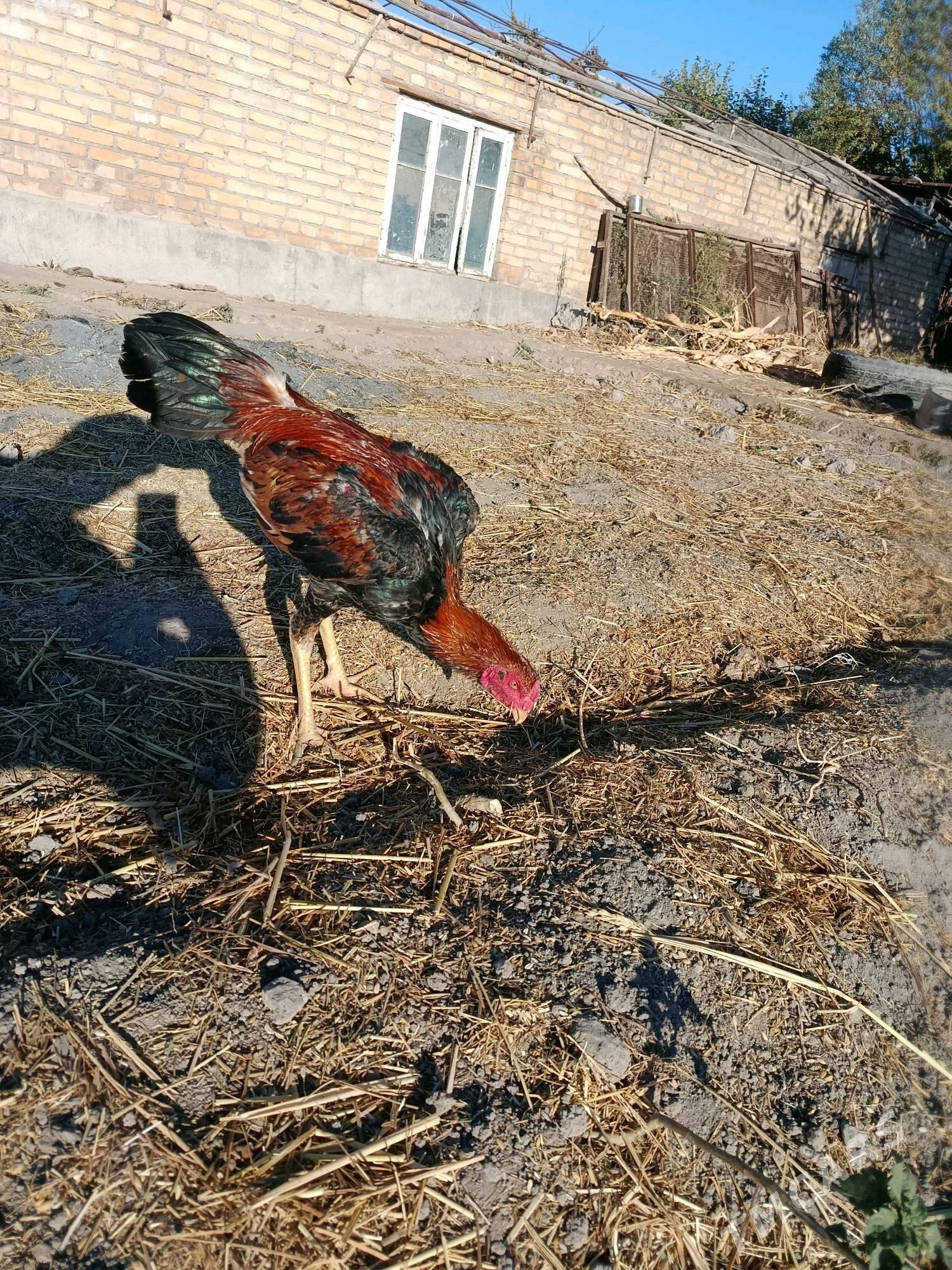 horaz juje - Чарджоу - img 10