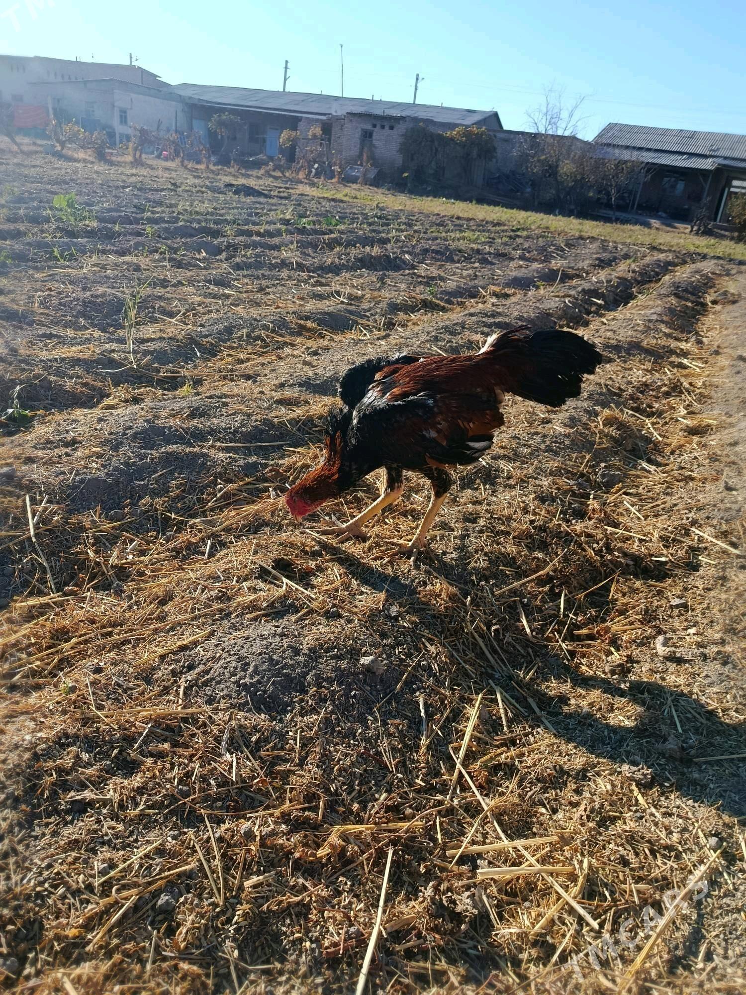 horaz juje - Чарджоу - img 9