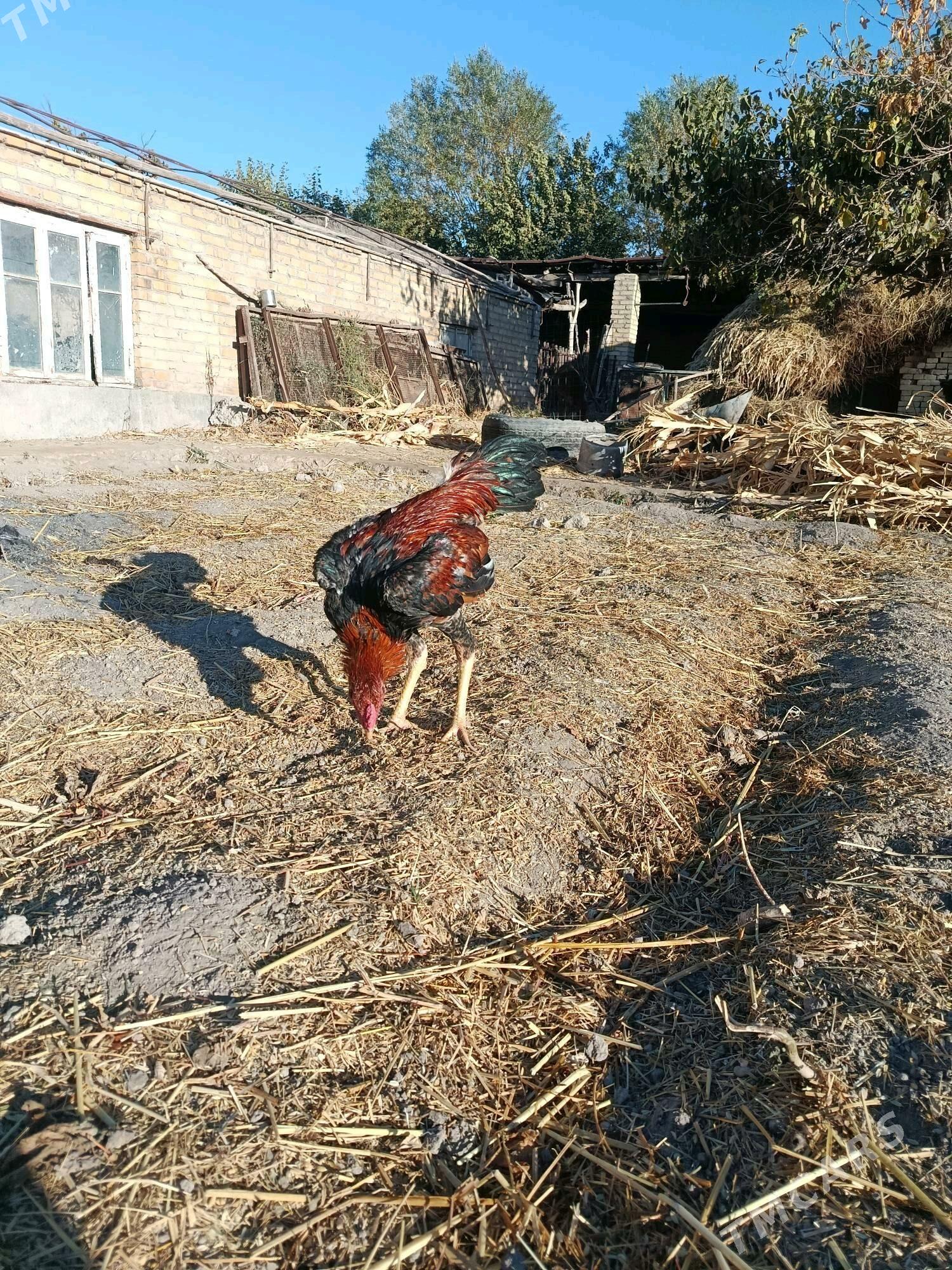 horaz juje - Чарджоу - img 5