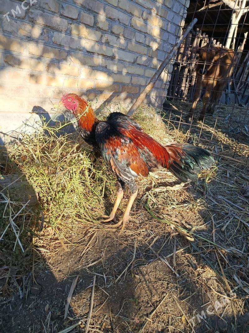 horaz juje - Çärjew - img 8