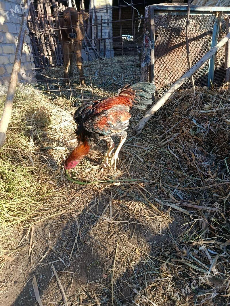 horaz juje - Çärjew - img 4