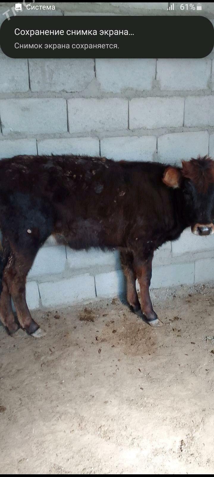 Gaçar - Берекет - img 1