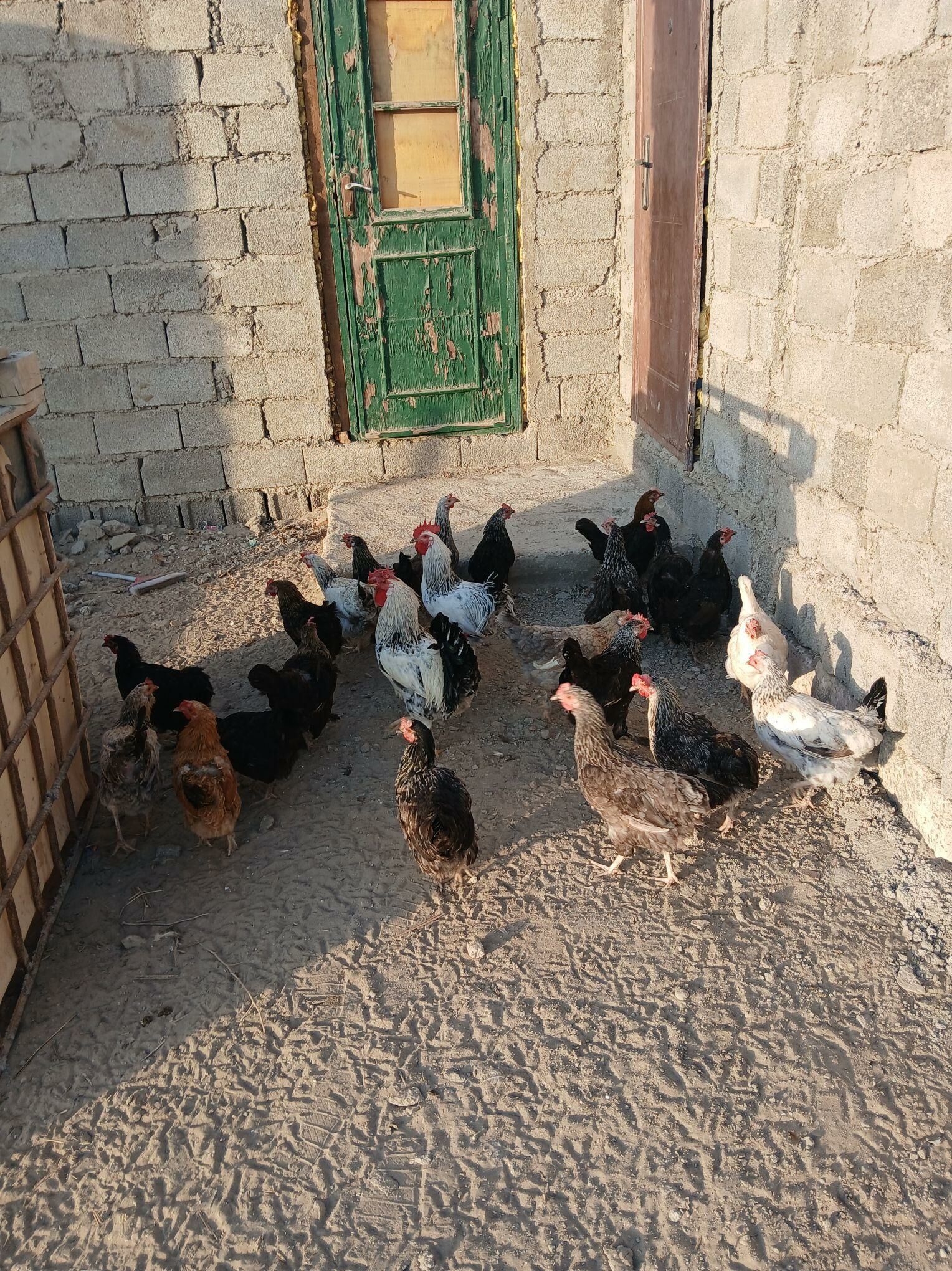 куры - Hazar - img 3