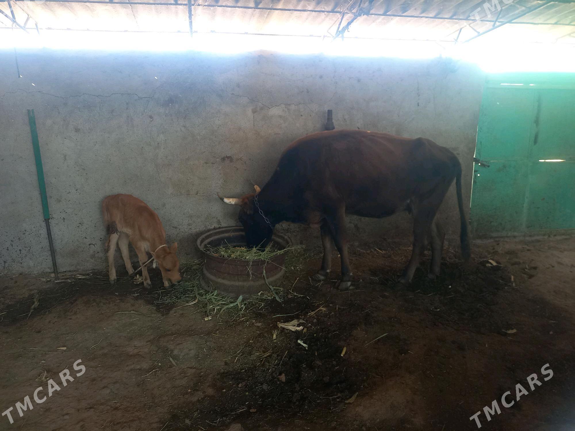 göleli sygyr - Ak bugdaý etraby - img 2