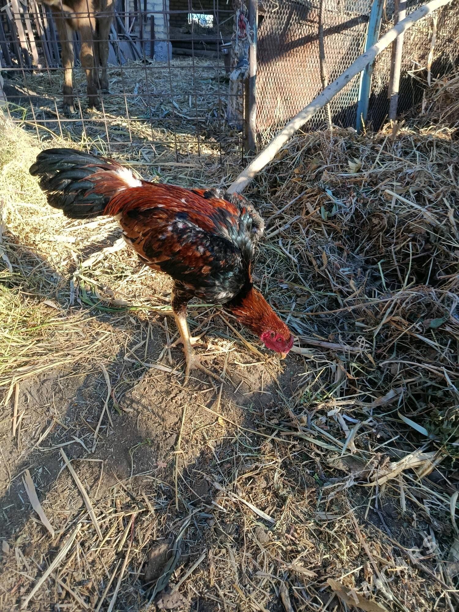 horaz juje - Çärjew - img 5