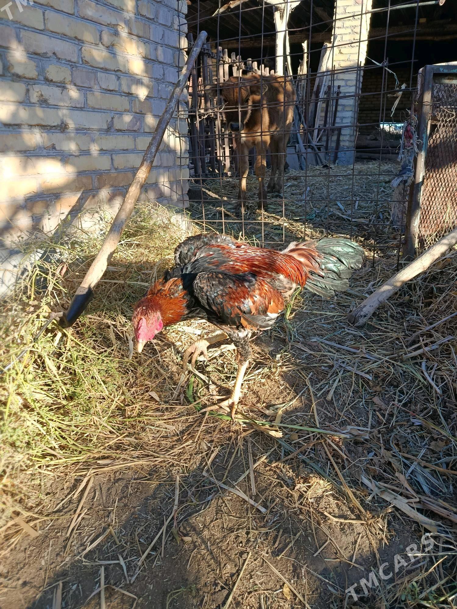 horaz juje - Çärjew - img 6