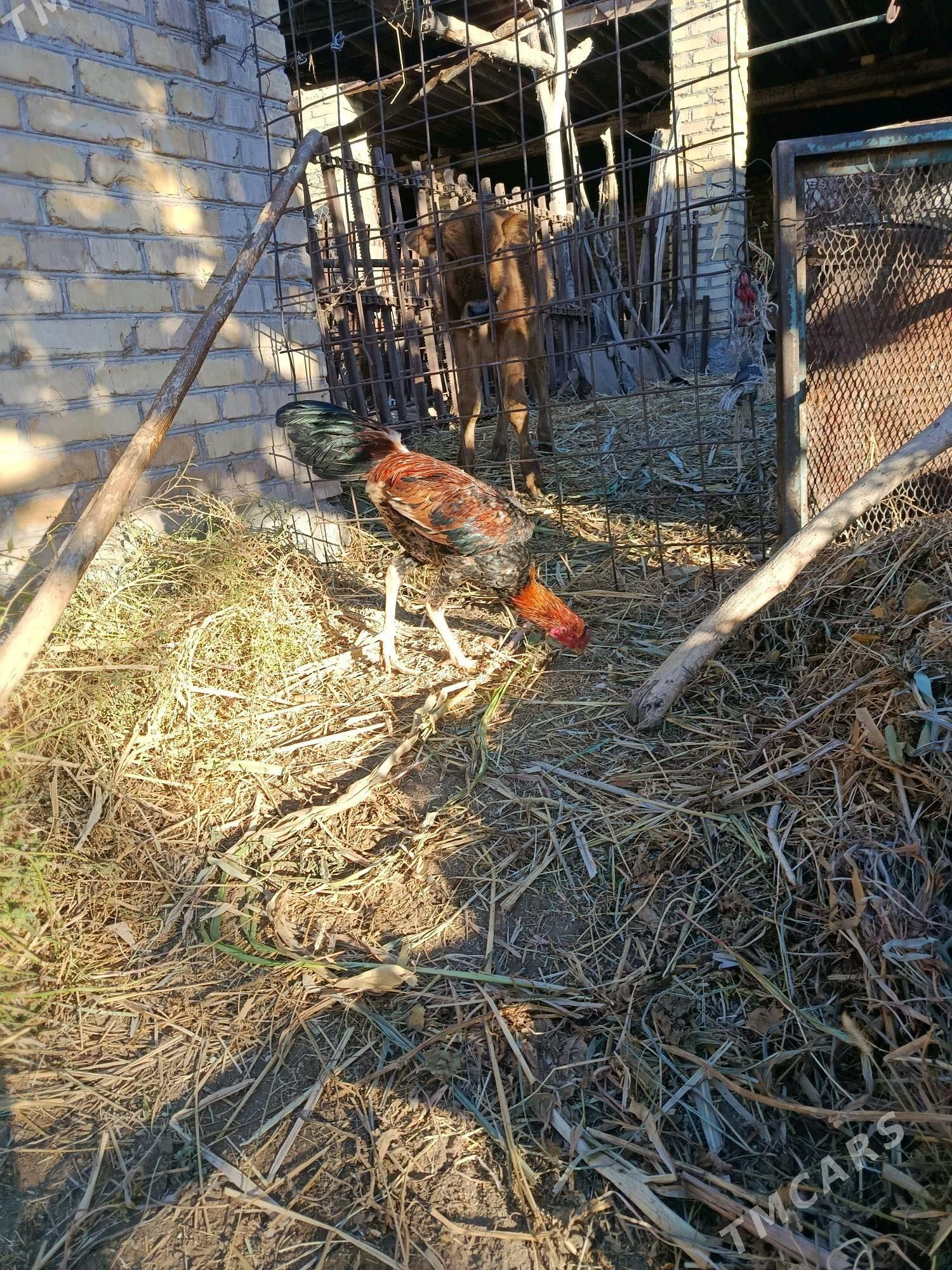 horaz juje - Çärjew - img 3