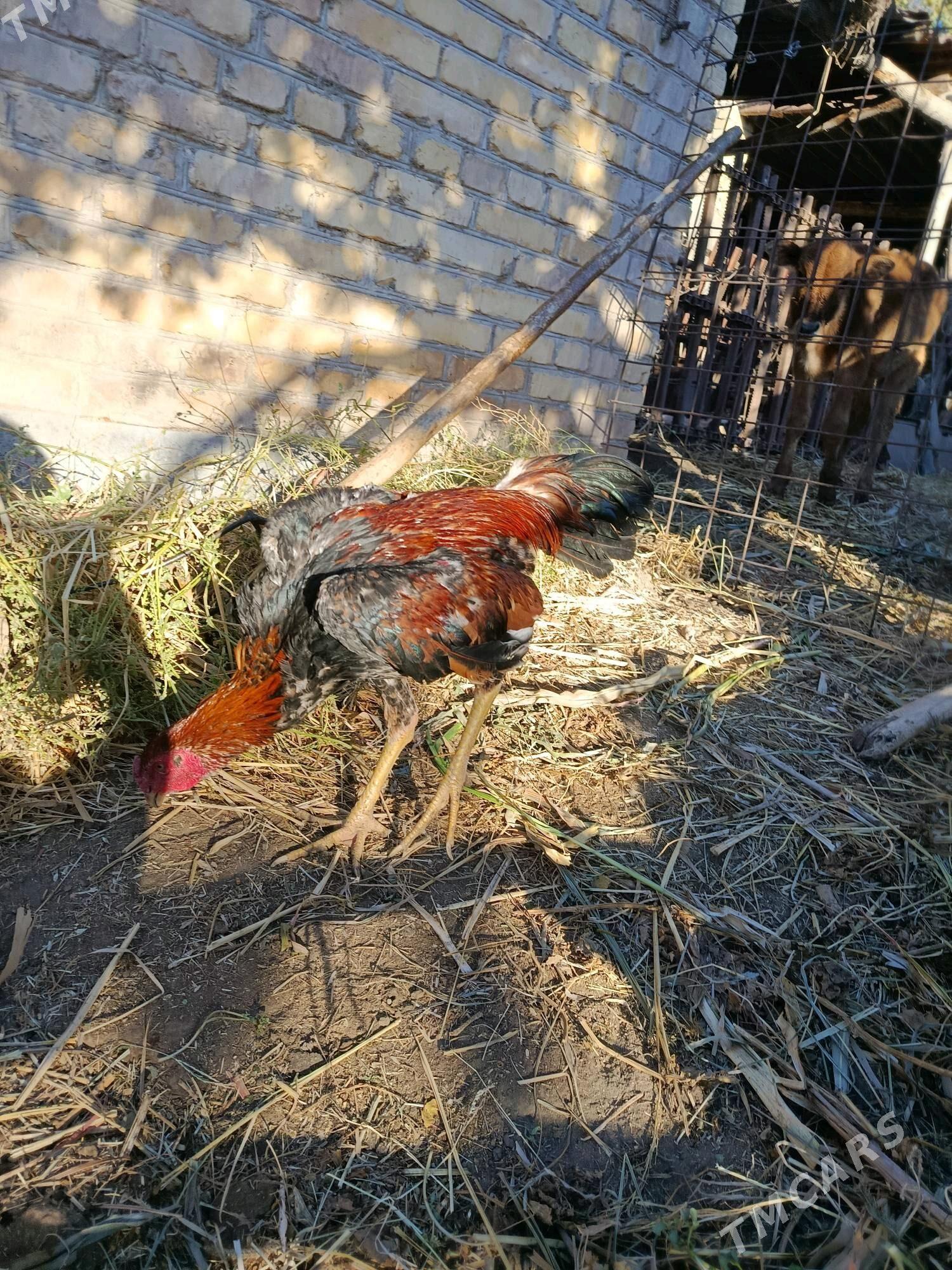 horaz juje - Çärjew - img 10