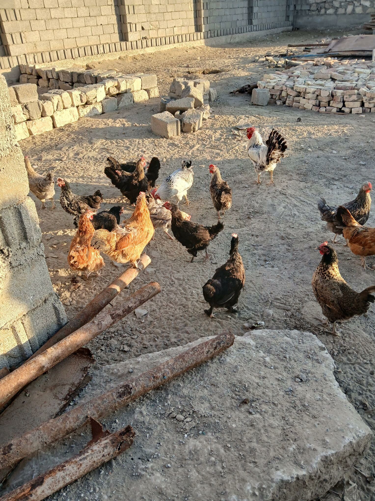 куры - Hazar - img 4