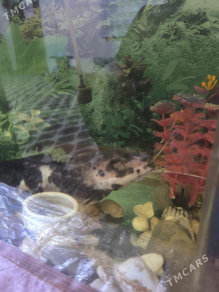 Сом клариус - Ашхабад - img 3