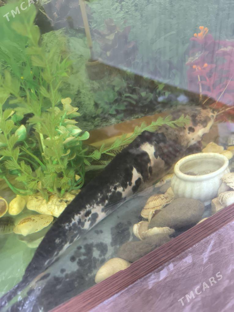 Сом клариус - Ашхабад - img 2