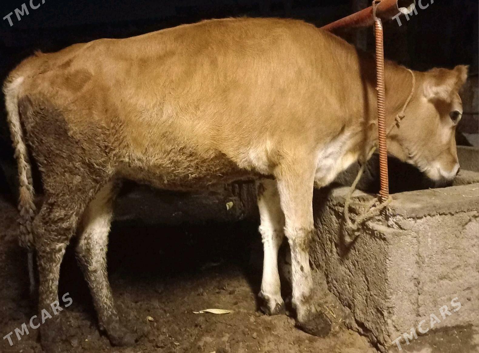 tuwe - Ýaşlyk - img 2