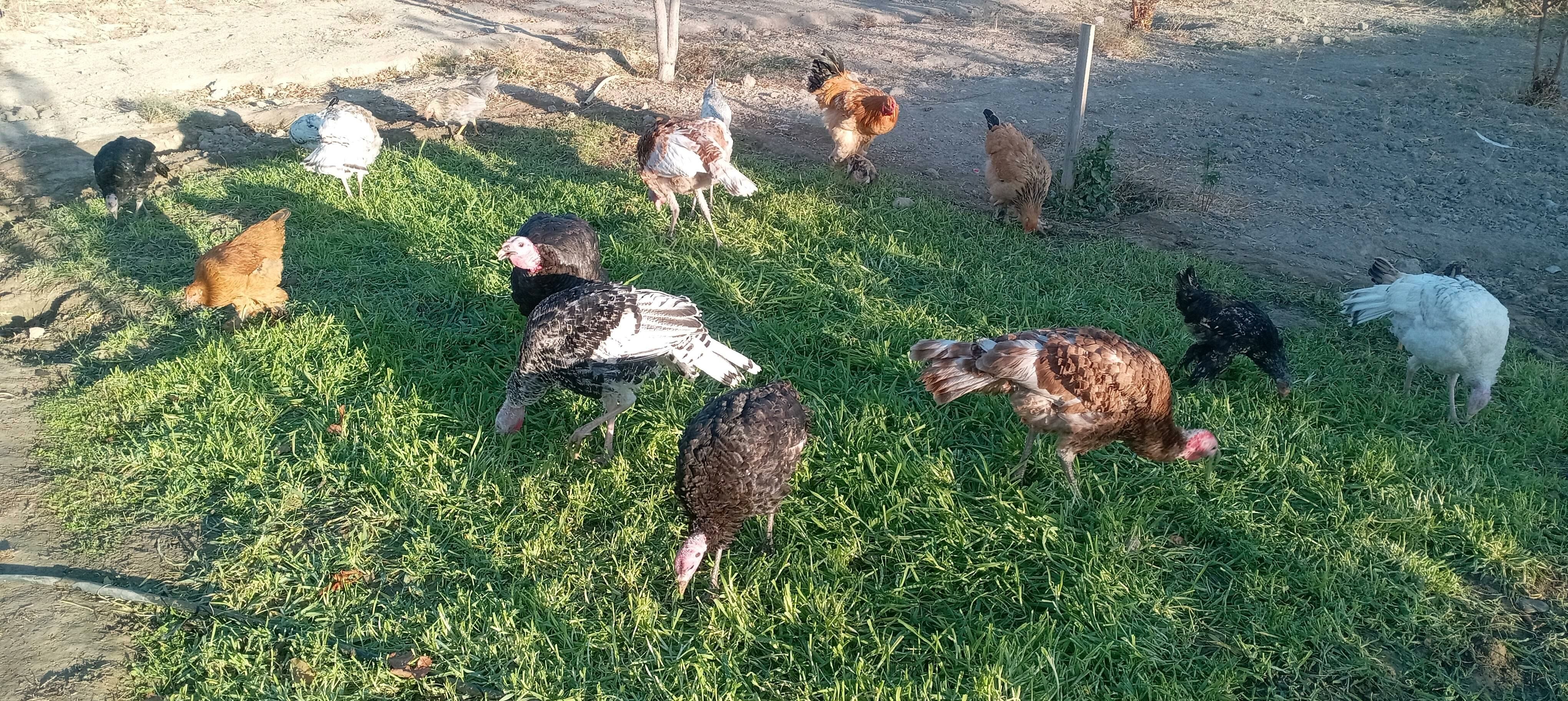 INDUK - Gökdepe - img 3