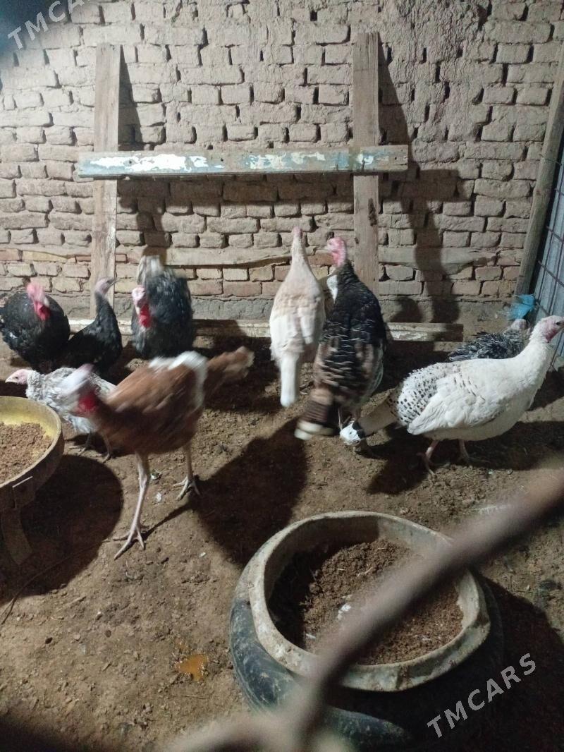 induk - Murgap - img 4