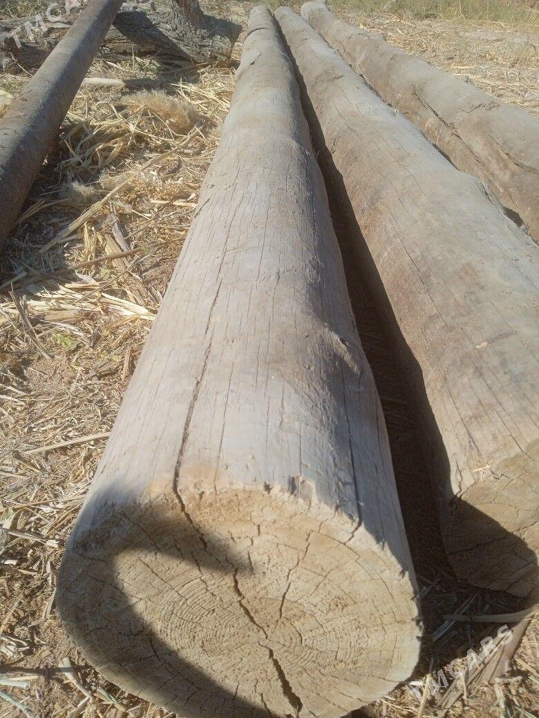 rasiski agac - Boldumsaz - img 1